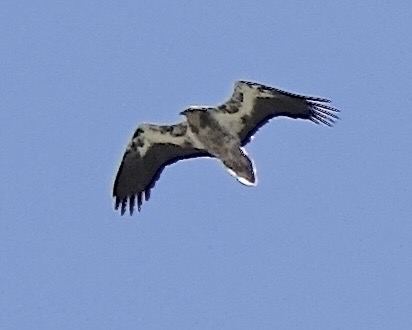 Egyptian vulture